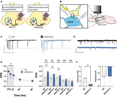 SNAP25 differentially contributes to Gi/o-coupled receptor function at glutamatergic synapses in the nucleus accumbens